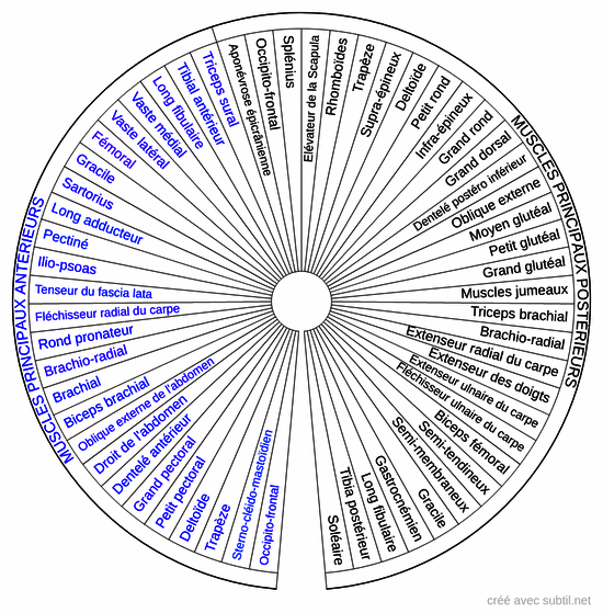 Les muscles principaux