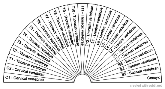 Vertebral Column Anatomy