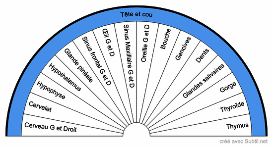 Scan des organes
