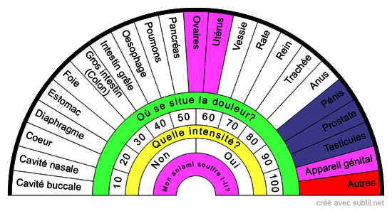 Anatomie du CHIEN/CHIENNE Organes 