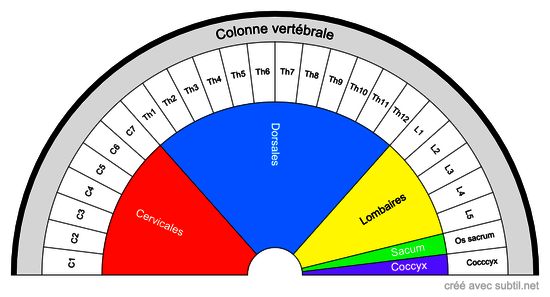 Colonne vertébrale