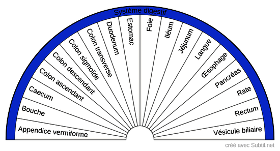 Système digestif