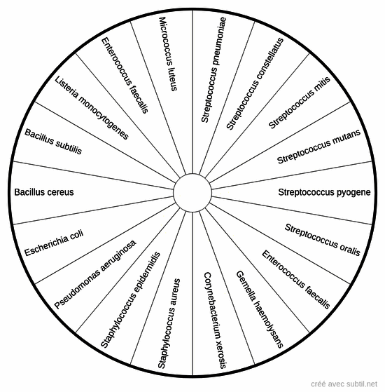 Bactéries à gram positif