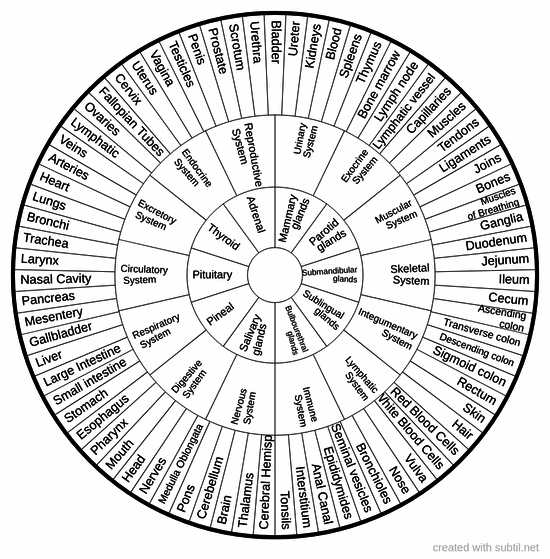 Organs / Systems / Glands