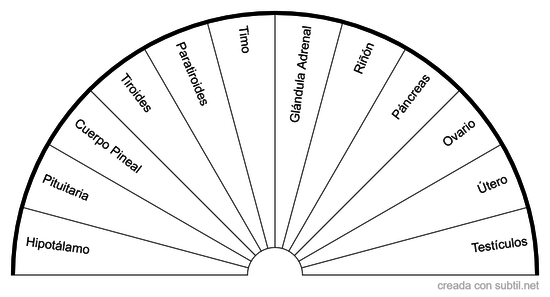 Sistema Endocrino