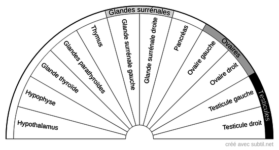 Système endocrinien