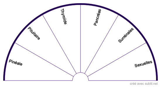 Les systèmes #2 - Les glandes