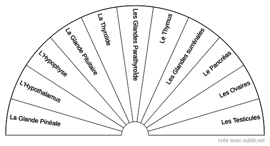 Le système endocrinien / thyroïde