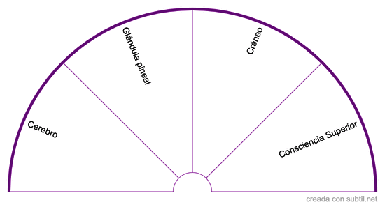 organos ckakra corona