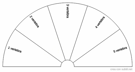 Vertebre specifiche lombari