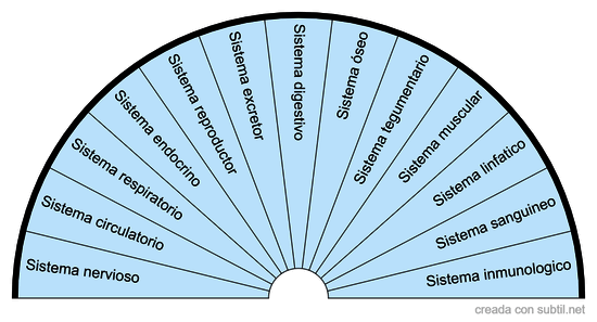 Sistemas cuerpo humano