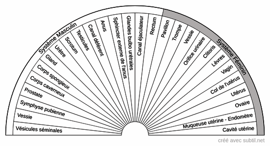 Système génital