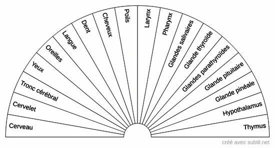 Organes du corps humain 1