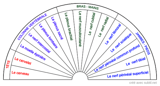 Le système nerveux