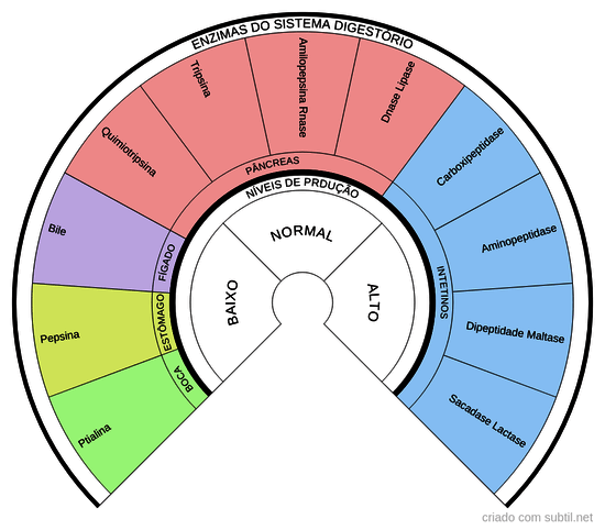 Enzimas do Sistema Digestório