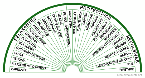 Plantes d'intérieur