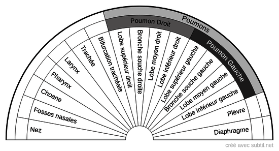 Système respiratoire 