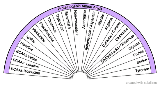 Proteinogenic Amino Acids