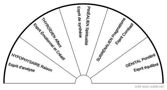 Temperament glandulaire