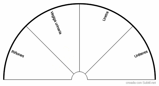 Sistema urinario