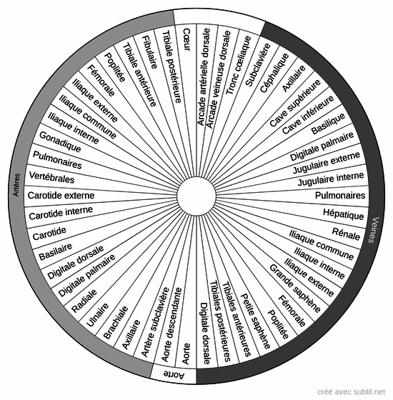 Système Circulatoire