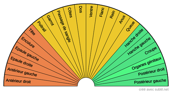 Anatomie externe  du cheval