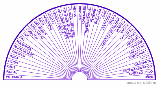 Circuitos energéticos órganos y glándulas