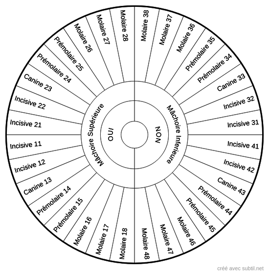 Mâchoires: supérieure / inférieure 