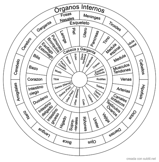 Organos internos