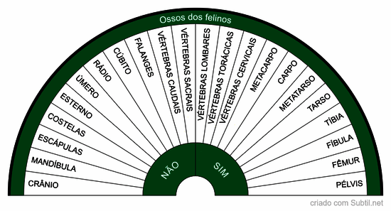 Ossos dos felinos