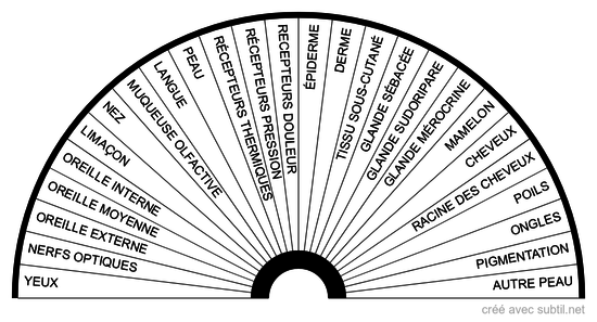 Médical - Système sensoriel