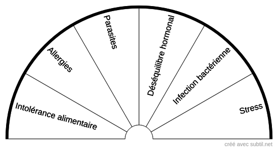 Démangeaisons chat