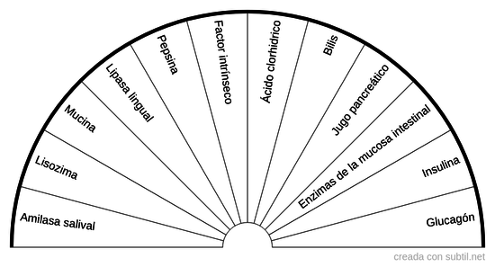 Enzimas digestivas y hormonas