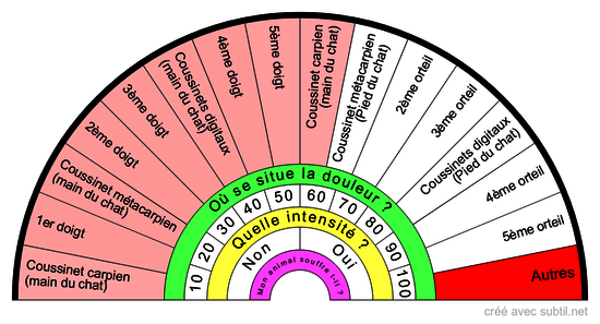 Anatomie Pattes: Main et Pied du CHAT