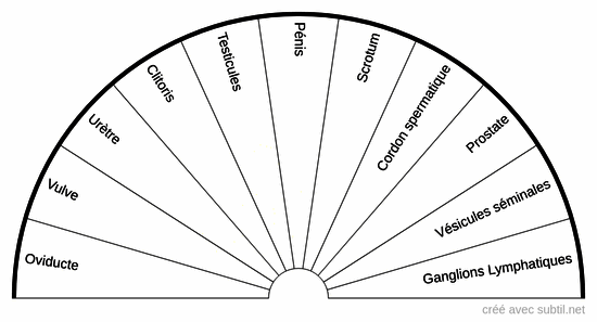 Organes du corps humain 4