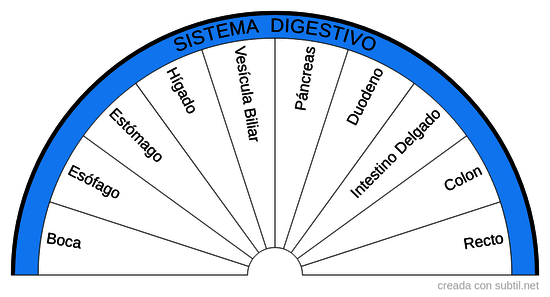 Sistema digestivo