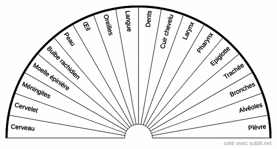 Organes du corps humain  1