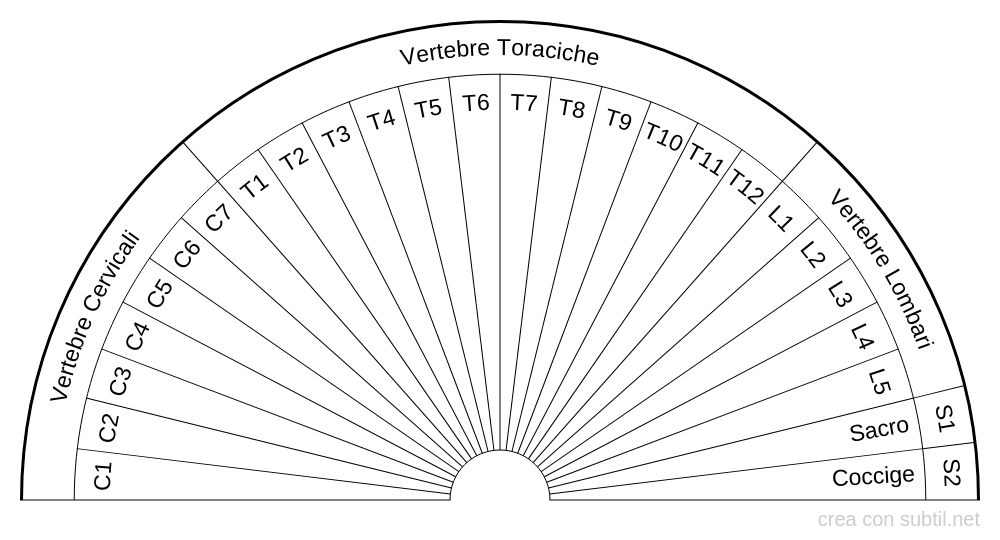 Colonna vertebrale