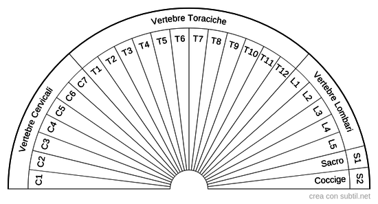 Colonna vertebrale