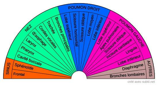 Système respiratoire