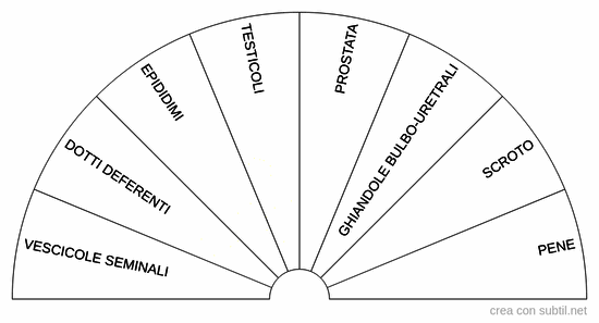 Apparato riproduttivo maschile