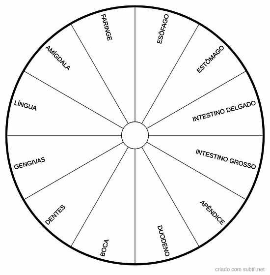 Órgãos sistema digestório