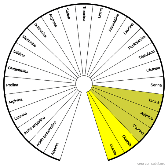 Amminoacidi essenziali e nucleotidi