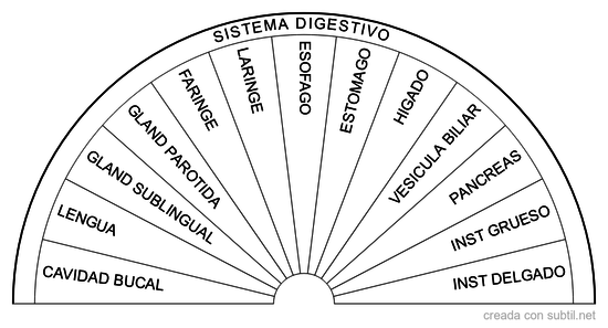 Sistema digestivo