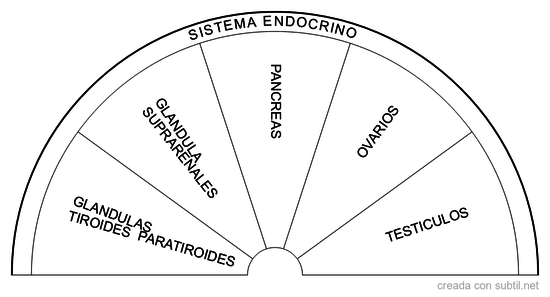 Sistema endocrino