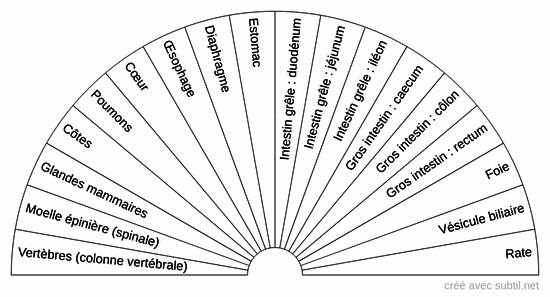 Organes du corps humain 2