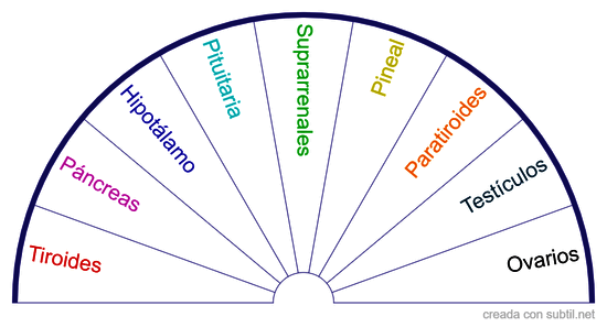 Glándulas Sistema Endocrino